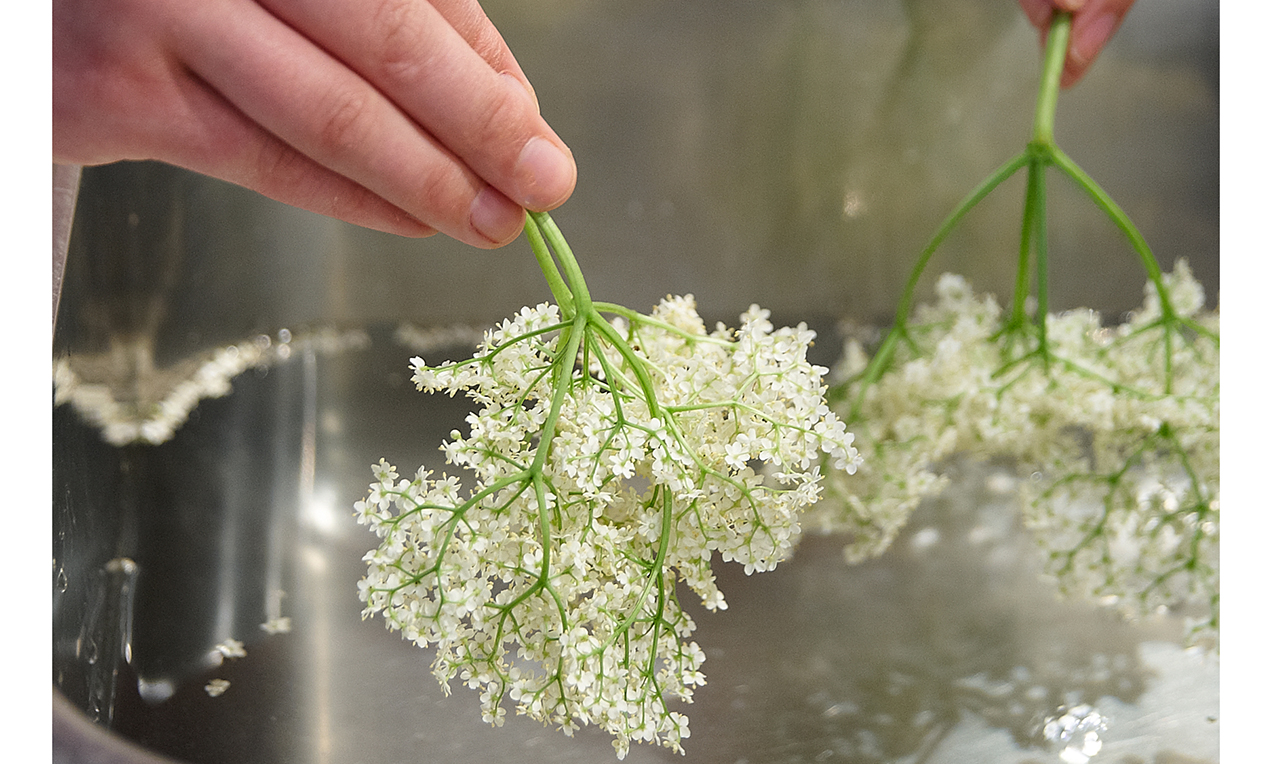 Holunderblüten-Sirup step 1 ausschnitt